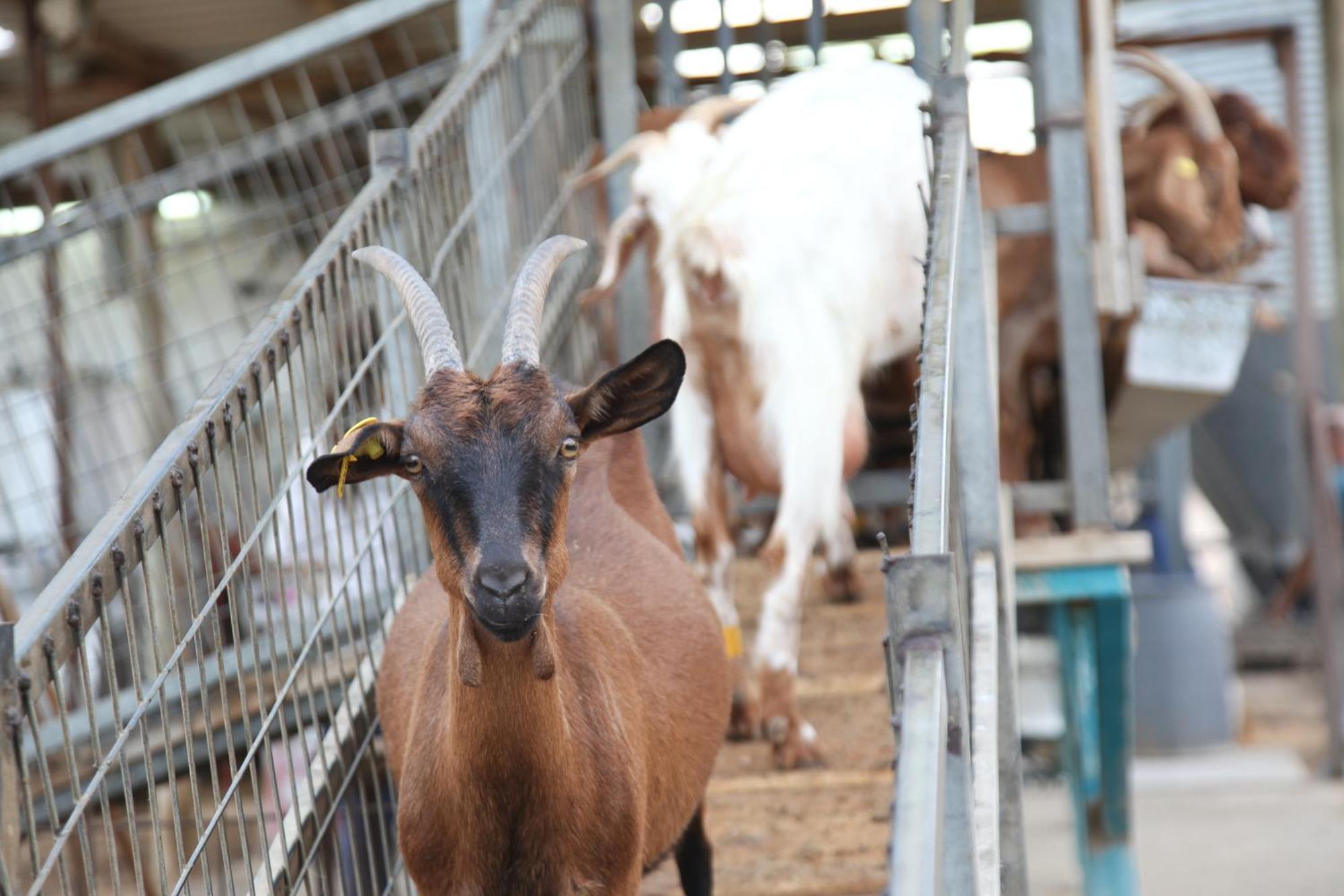 Farm stay Naot Farm Mashabbe Sade